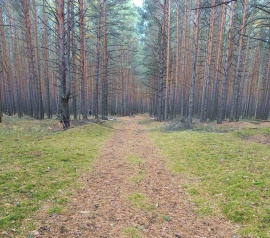 Прирезка лесных участков Кадастровые работы в Ликино-Дулево